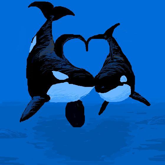 Orca love by Orcas-lover on DeviantArt