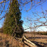 Old Rail Fence