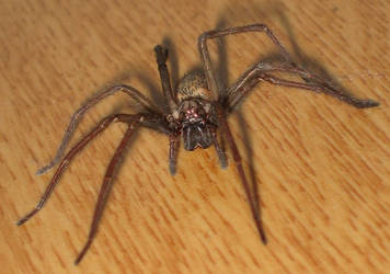 Spider_macroII