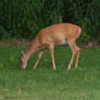 Grazing Deer Stock