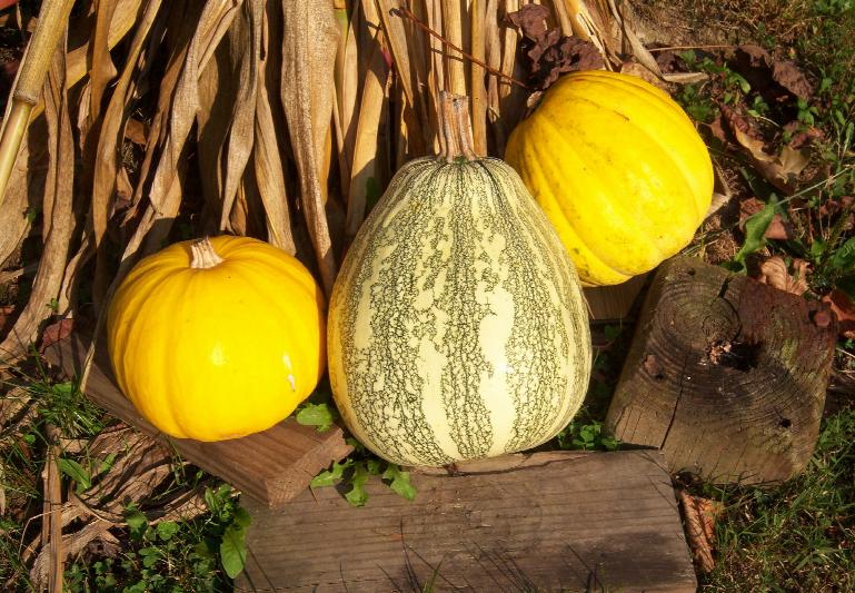 Gourds Stock 2