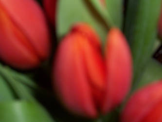 tulips 2