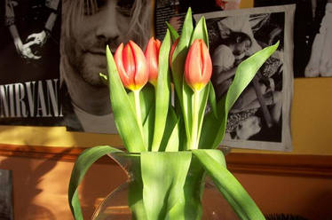 tulips 3