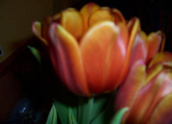 tulips full bloom 2