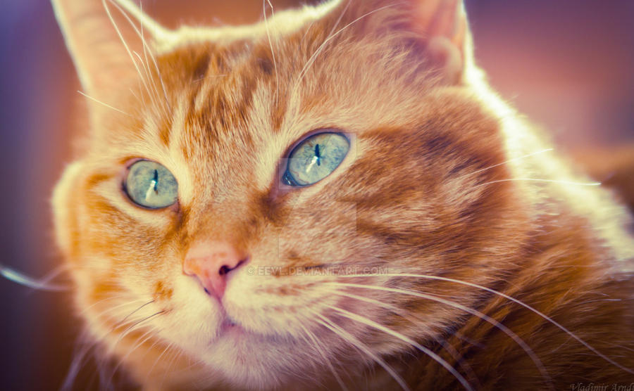 Red Sol Cat Another photo of the Red cat_20 by Eevl on DeviantArt