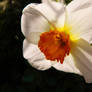 White Daffodil