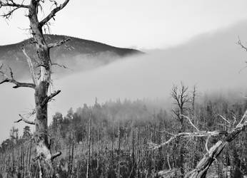 Cloudy Forest