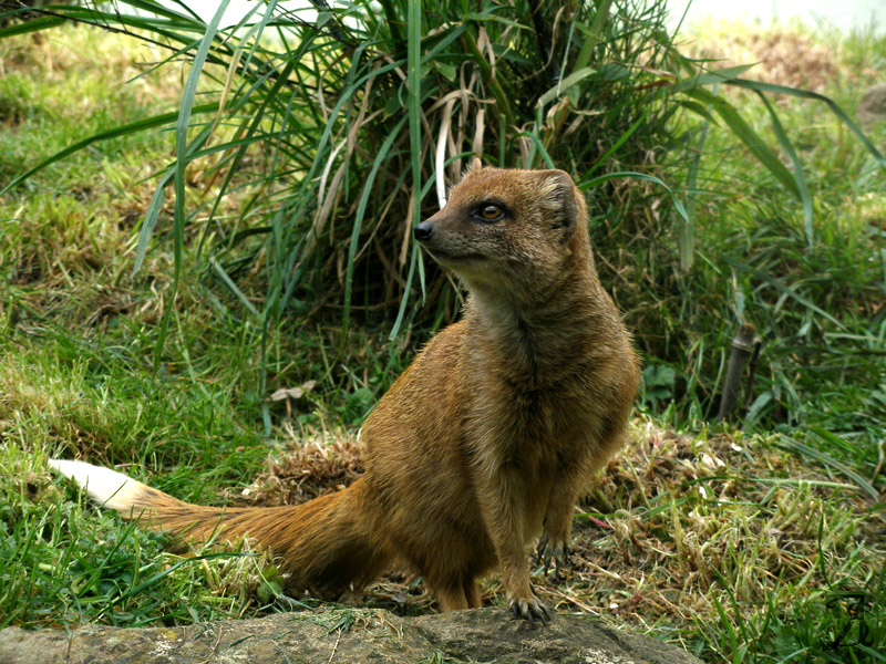 Yellow Mongoose