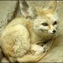 Fennec