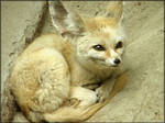 Fennec by Sheppard56