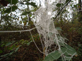 Spider Web