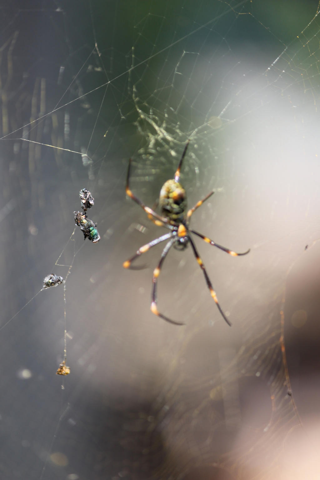 Spider Insect Deviantart Spider Spider 2 by chelsarticus on DeviantArt