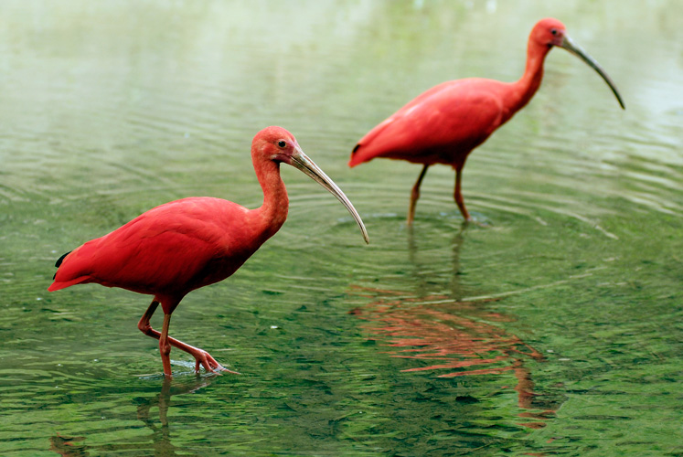 Scarlet Ibis-01