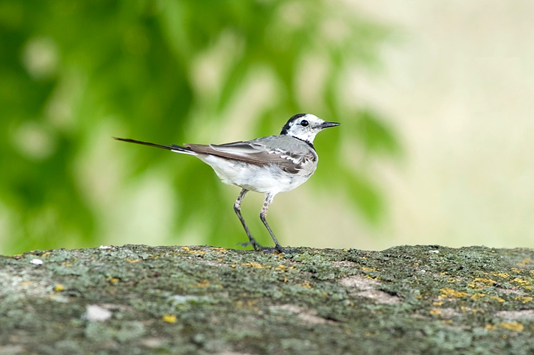 Wagtail-01