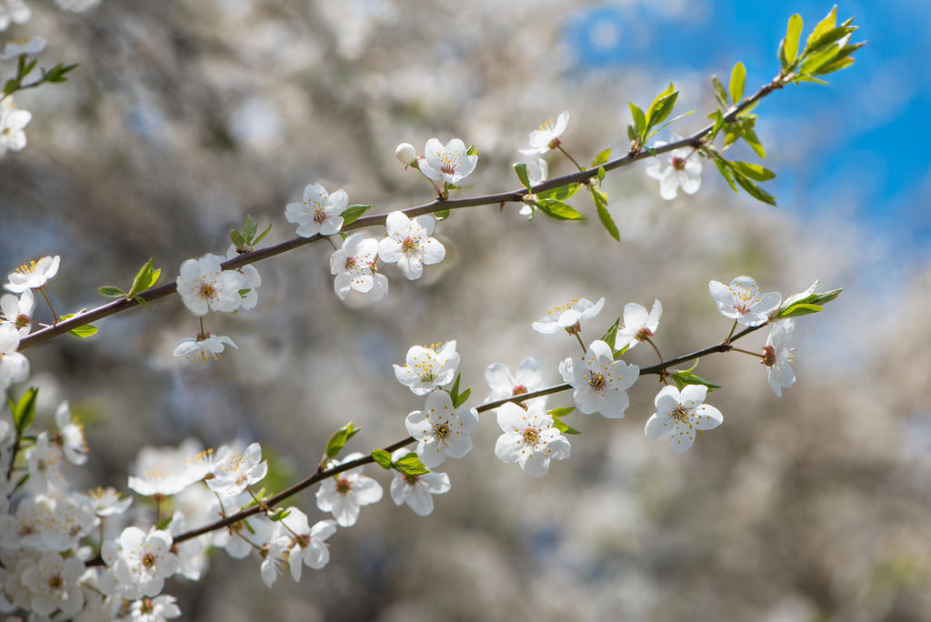 Spring tree-06 by Dashka-bird on DeviantArt