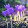 Colchicum-12