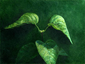Leaves by chasestone