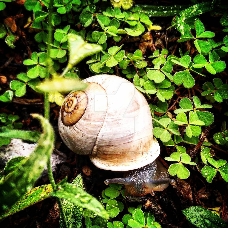 Liddeg Li'l Snail by CreativelyEnergized on DeviantArt