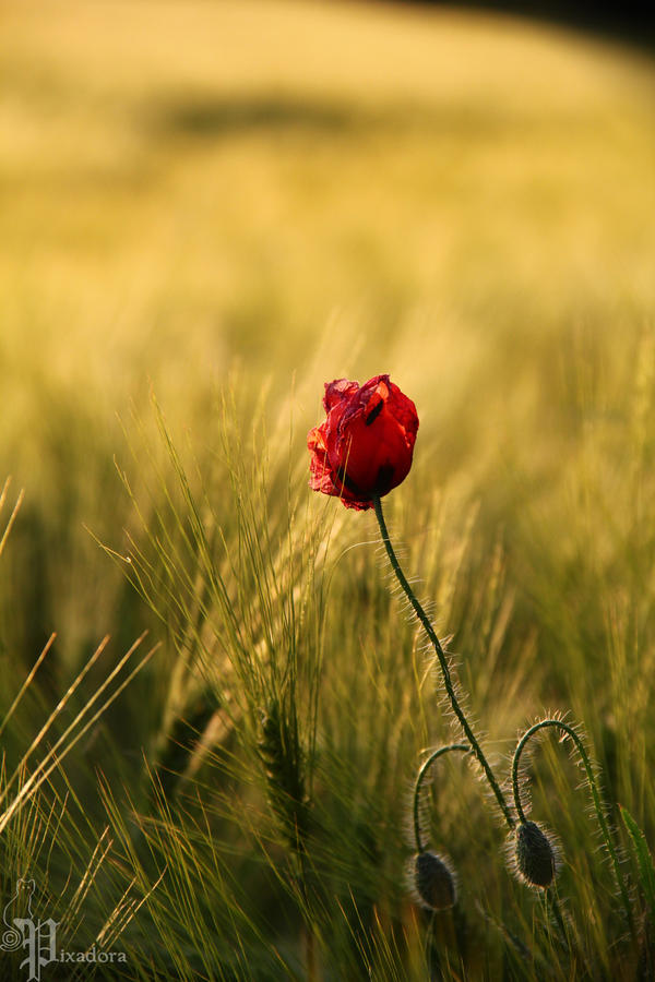 red and green