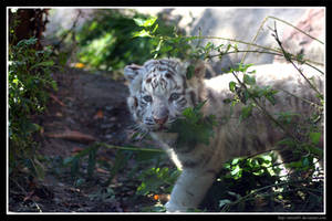 White Tiger Cub