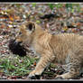 Lion cub