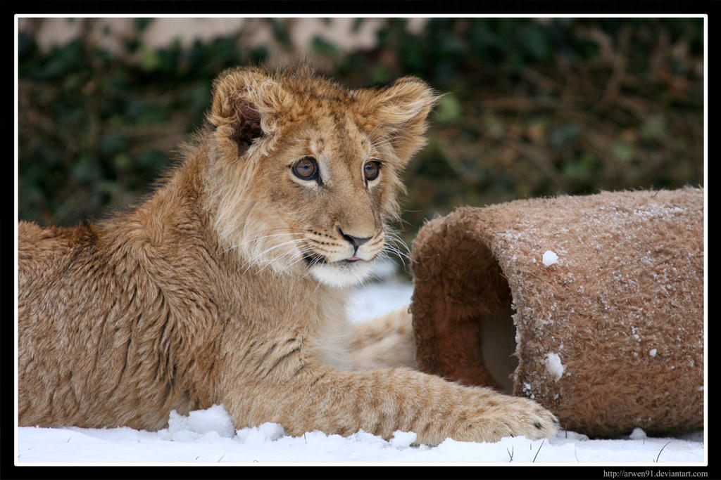 In the Snow