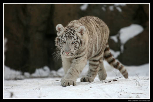 White Tiger III