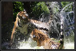 Flying Tiger by Arwen91
