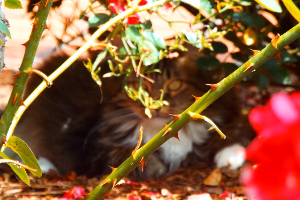 Cat hiding in rose bush