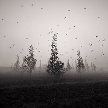 The mist by taykut