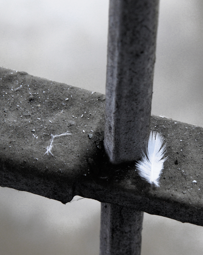 feather on jail bar