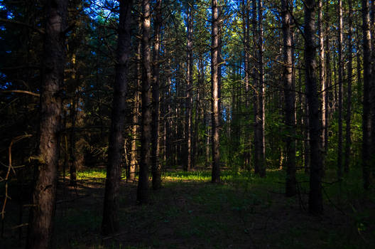 Forest at Sunset