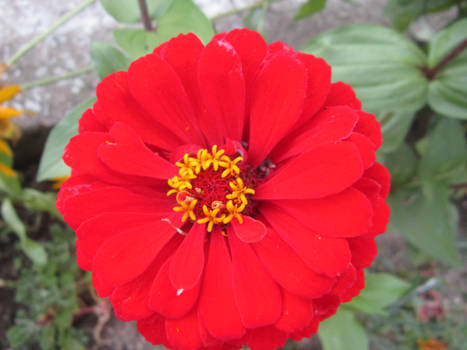 True Red Flower