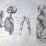 Anatomy Study