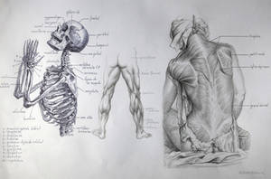 Anatomy Study