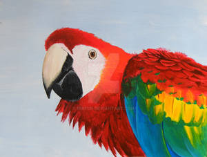 Macaw