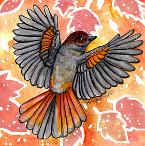 Gift| Siberian jay