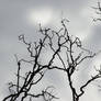 Silhouetted Branches