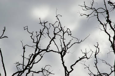 Silhouetted Branches