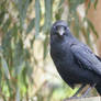 Australian Raven II