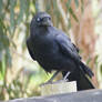 Australian Raven IV