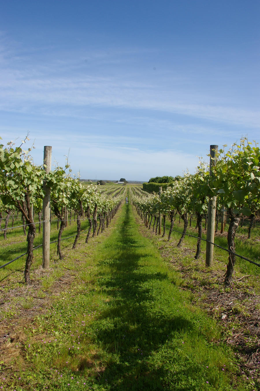 Vineyard 3