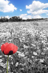 The lonely poppy