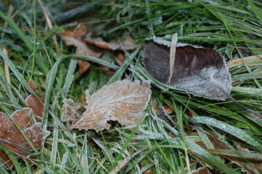 Crisp Evening Leaves