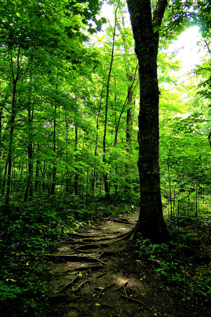 Root Path by twinklefart on DeviantArt