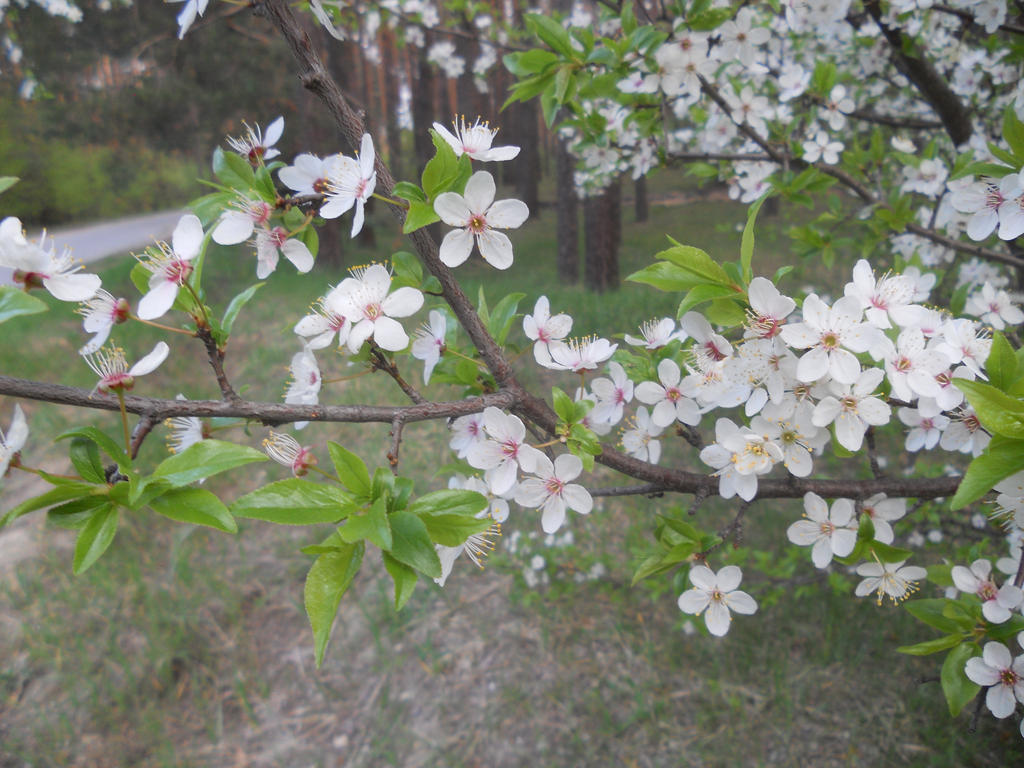 Spring 2 by artomberus on DeviantArt