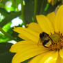 Bumblebee on a flower 2