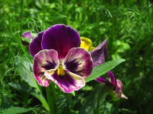 Pansy