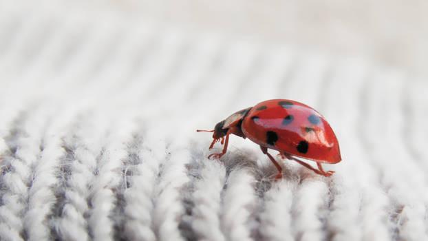 Ladybug - wallpaper 4