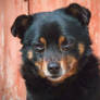 Masyanya (my dog)